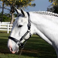 Balder sporting his prize, a beautifully engraved halter from Interagro Lusitanos. (Photo courtesy of JRPR)