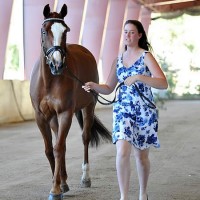 Katie Passerotti's horse Lucky Dragon