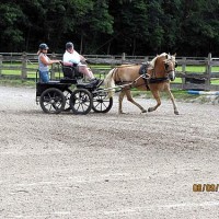 Boo Fitch driving, Sara Schmitt navigating, with horse Wilbur owned by Nearaway Farms