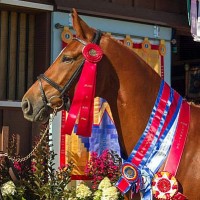 Floraya ISF, by Florianus II, earned Reserve Grand Champion, Young Horse Champion and Filly Champion at Dressage at Devon. Her results contributed to Iron Spring Farm's #1 Breeder ranking by the USEF in Dressage Breeding