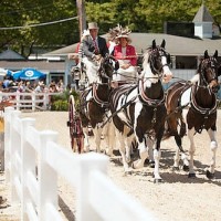 A Four-In-Hand carriage in the Dixon Oval for judging. Photo © Brenda Carpenter