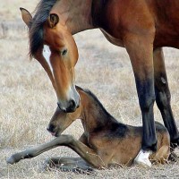 In Yardah, mares foal in a natural environment.