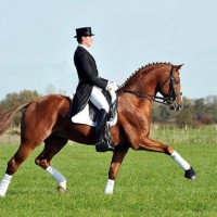 Hendrix, a licensed His Highness son and 2014 Inter I dressage winner in Redefin