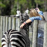 Zeus the zebra, trained by Rick Steed, posed for selfies with visitors