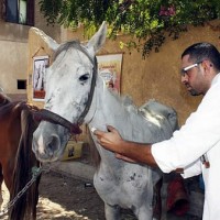 Brooke veterinarian treats a malnourished horse who works in tourism in the Middle East
