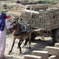 Thousands of horses, donkeys and mules work in brick kilns across Central Asia. In India alone, 50,000 brick kilns produce 140 billion bricks annually. The Brooke works in several hundred kilns to improve the lives of the animals who toil in these harsh environments alongside their poor owners.
