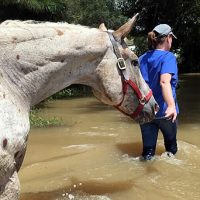 Laura Riggs, BS, DVM, Ph.D., from LSU SVM rescues a horse from flood waters. Photo: LSU SVM