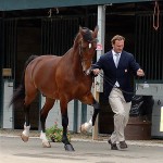 Jamaica, the 2008 USEF Farnam Platform Horse of the Year, spent his year as an ambassador for the United States Equestrian Federation.