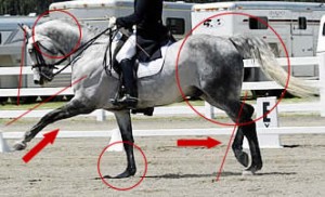 This is the modern version of Dressage showing the 'competition trot' with the front leg overextended and not parallel with the hind leg, plus the horse's head is behind the vertical. Notice the horse's rump high and not rounded - the horse is on his forehand and cannot make use of his backend for thrust. He is being ridden from front to back instead of back to front as in Classical Dressage. He may have been trained using hyperflexion (roll kur) techniques.