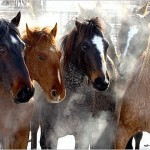 Calico Horses, sweaty in the cold