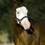 Colonels Smokingun (aka Gunner) is the first registered American Paint Horse to join the exclusive list of NRHA Two Million Dollar Sires. Photo Courtesy APHA/Abigail Wilder Boatwright (2007)