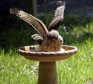 One of our resident hawks taking a bath in our birdbath during the heatwave.