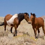 wildhorses6