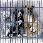 Rescue006097
