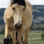 wildhorseDSC0127