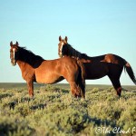 wildhorsesDSC_0665