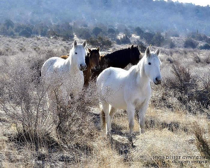 Oklahoma Passes Legislation Approving Horse Slaughter