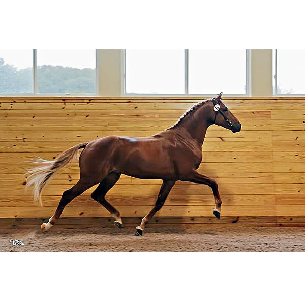 Iron Spring Farm and the KWPN-NA Award $7,500 to North American Breeders