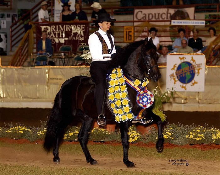 Red Hills Horse Trials to Feature the Paso Fino: Florida’s Historic Breed
