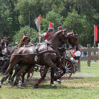 Chester Weber won the FEI Four-in-Hand division at the 2012 Live Oak International