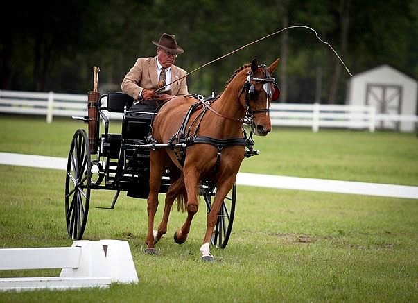 Driving Schooling Day