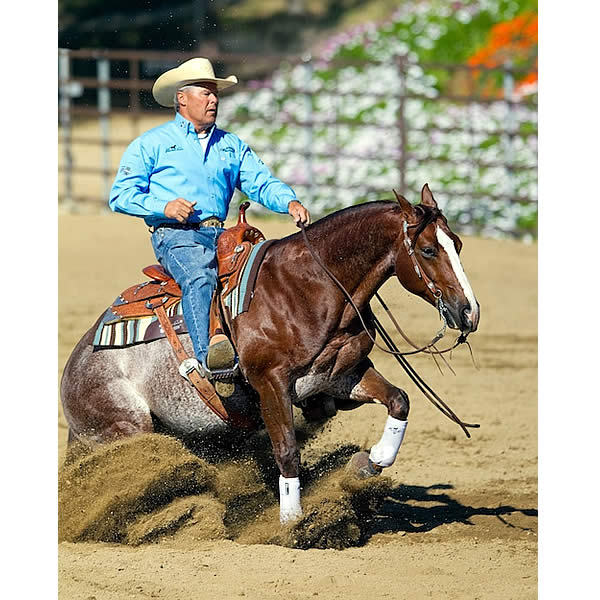 Vita Flex Victory Team Reiner Bob Avila Wins Big at the Del Mar National Horse Show