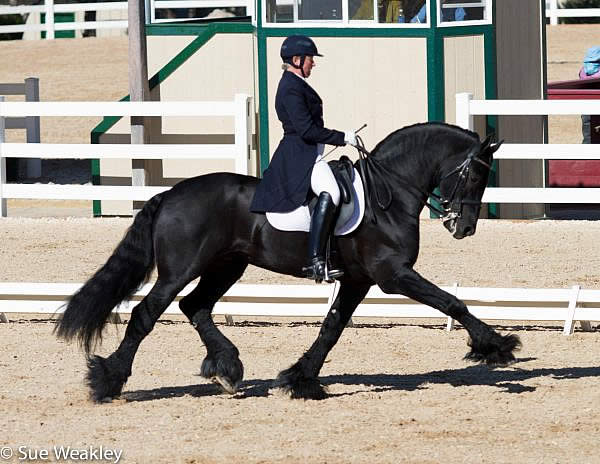 Nicole Glusenkamp and Eeltsje F Win Grand Prix Open at High Prairie Dressage I