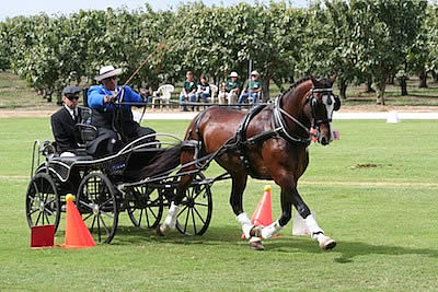 Horse Radio Network Features Para-Driver Diane Kastama, Driver Keady Cadwell, and Evin Rattner