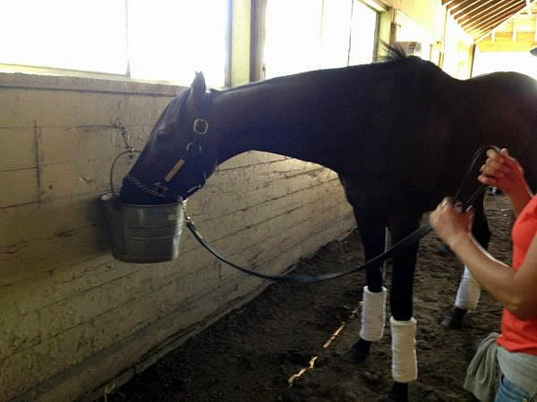 NY State Gaming Commission and NYRA Choose StallWatch for All Horses at Belmont Stakes