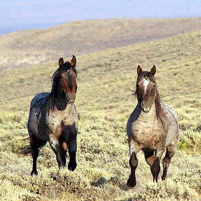 Hide and Go Seek: An Intern’s Quest to Find Horses in White Mountain