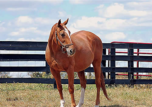 Record-Setting Sprinter Klassy Briefcase Dies at 28