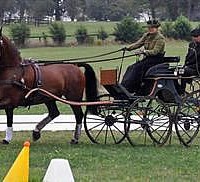 Leslie Berndl, USEF National Single Horse Driving Champion (Pics of You)