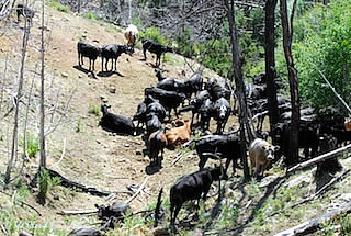 Action Alert! Urge Rejection of the Grazing Improvement Act of 2013