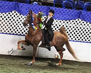 Wuesthofen Wins USEF Saddle Seat Medal Final