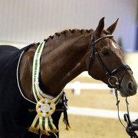 GallantReflectionReserveChamp