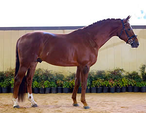 2013 North American Stallion Testing Pronounces Winner during Epic Storm