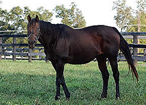 New York Horse of the Year Dancin’ Renee Euthanized at Old Friends