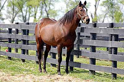 Eclipse Winner Sunshine Forever Deceased at 29