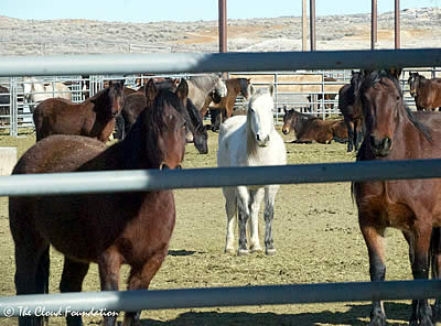 On the Road for Wild Horses in Wyoming and Utah