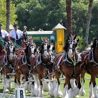 Clydesdales