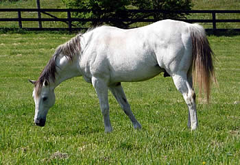 Florida Derby Winner Bull Inthe Heather Euthanized at Old Friends