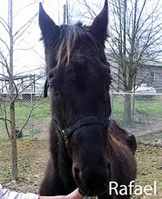 Two Horses Not Forgotten