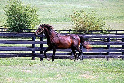 Clever Allemont, 32, Euthanized at Old Friends