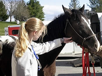 More Than 60 Students Volunteer for Third Annual Equine Gelding Clinic