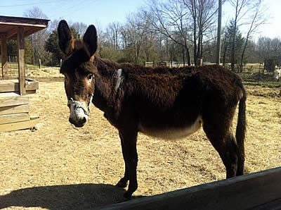 Horses and Donkeys Need You Now