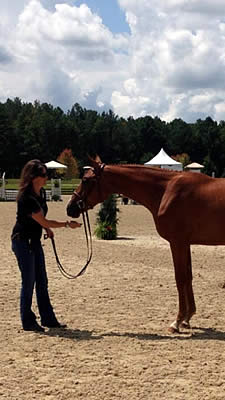 Rhett DeStefano Sponsors New Hunter Breeding Division at Charleston Summer Classic