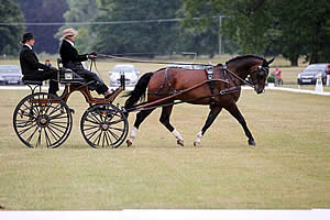 Sandringham Estate Hosts Successful FEI World Para Equestrian Driving Championships