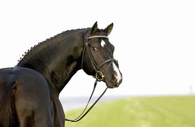In Memoriam: His Highness – Now the Fruits Are Harvested