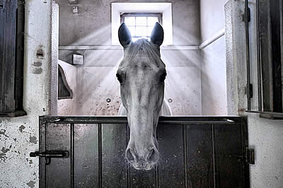 Angel Horse Image Wins FEI Solidarity World Photo Grand Prix