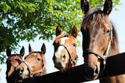 The Kentucky Experience Will Offer a Free Way to Experience the National Horse Show